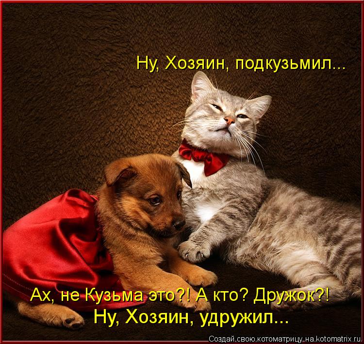 Не обижайте кошку. Не грусти котенок. Кот и собака. Котята не грустят. Картинки кошек и собак.